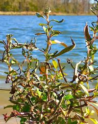 Close-up of plants against calm lake