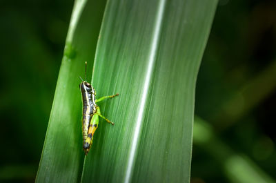 Close-up of insect on leaf