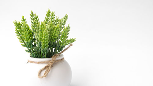 Close-up of potted plant over white background