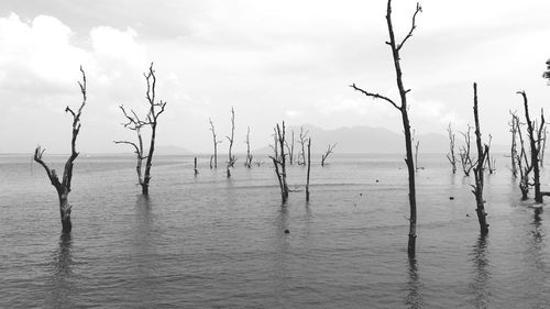 Bare trees by sea against sky