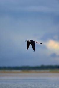 Bird flying over the lake