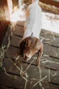 High angle view of goat