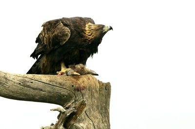 Low angle view of eagle perching on wooden post against sky