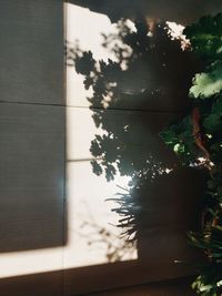 Close-up of plants by window