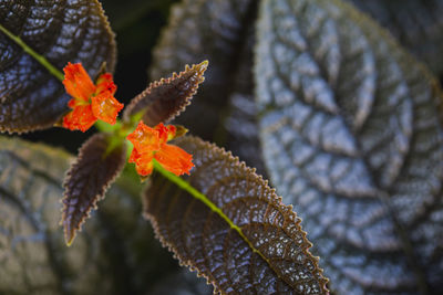 Close-up of orange leaves on plant during autumn