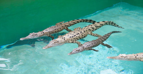 View of turtle swimming in sea
