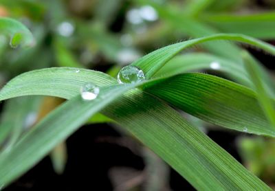 Close-up of wet plant