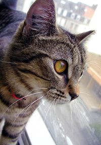 Close-up of cat