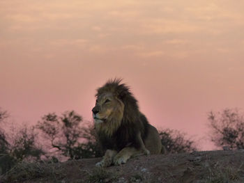 Adult male lion keeping watch as the sun sets on the namibia plains 
