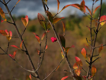 Close-up of fruit growing on tree