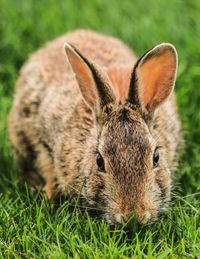 Close-up portrait of a rabbit on field