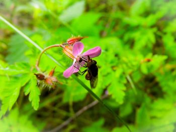 Close-up of bee on purple flower