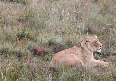 View of cat relaxing on field