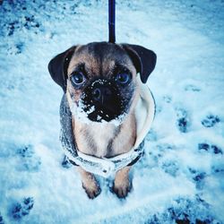 Portrait of puppy in snow