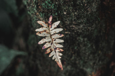 Close-up of dry leaves on tree