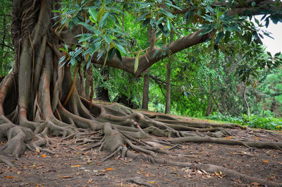 Trees in forest