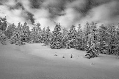 Snow covered pine trees in forest against sky