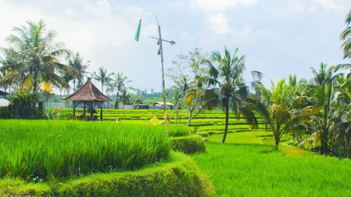 paddy field