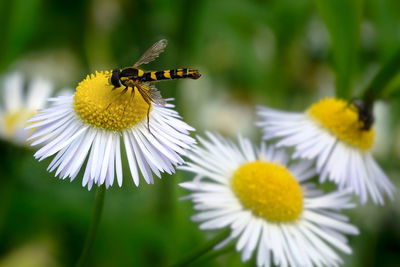 Close-up of insect on white flowering plant