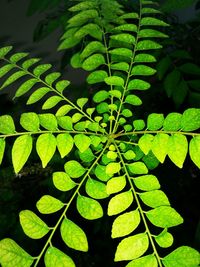 Close-up of fresh green plant