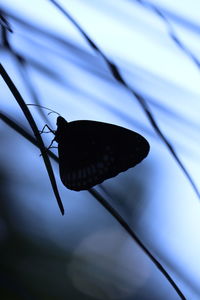 Close-up of butterfly on flower