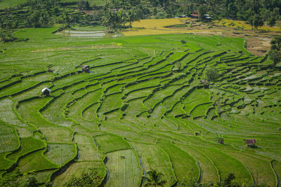 Full frame shot of agricultural field