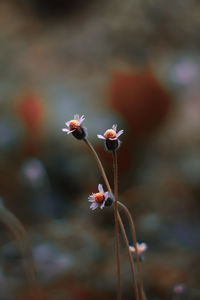 Close-up of wilted plant on field