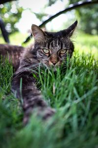 Portrait of cat on grass