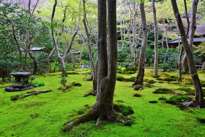 Trees in forest