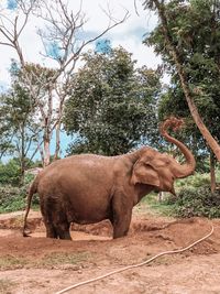 Elephant standing on land against trees