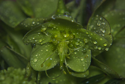 Close-up of wet plant leaves during rainy season