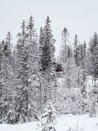 Snow covered pine trees in forest during winter