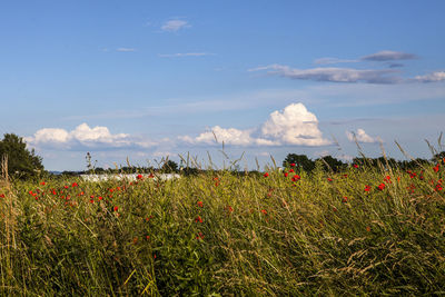 Close-up of red poppy flowers in field