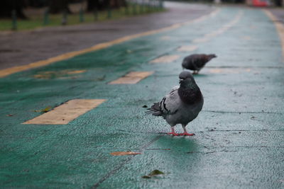 Bird on street