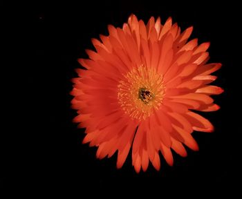 Close-up of red flower