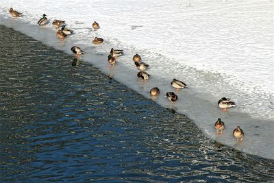 High angle view of mallard ducks on frozen lake