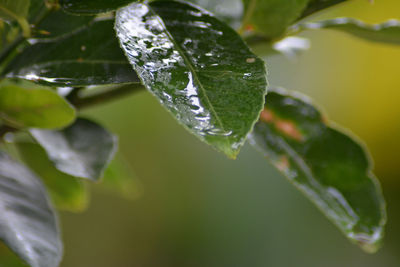 Close-up of raindrops on leaves