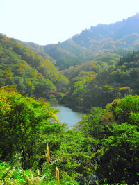 Scenic view of river amidst trees in forest against sky