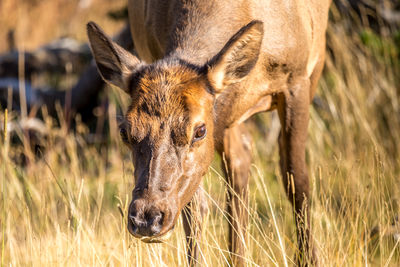 Close-up of deer on field