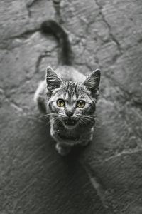 High angle portrait of cat looking up