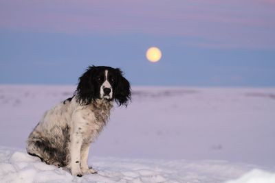 Portrait of dog on landscape during sunset