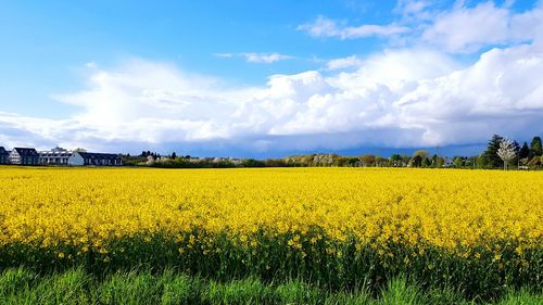 Scenic view of field against sky