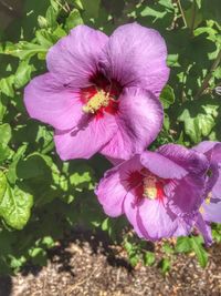 Close-up of pink flower blooming outdoors