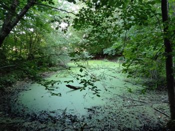 Scenic view of lake in forest