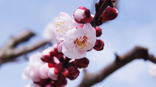 Close-up of cherry blossom