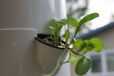 Close-up of potted plant