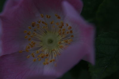 Close-up of yellow hibiscus blooming outdoors