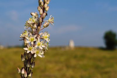 Close-up of white flowering plant on field