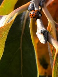 Close-up of insect perching on plant