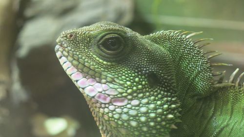 Close-up of lizard